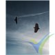 Kit velero ladera Dream Flight Weasel TREK, 900mm, 312-395g